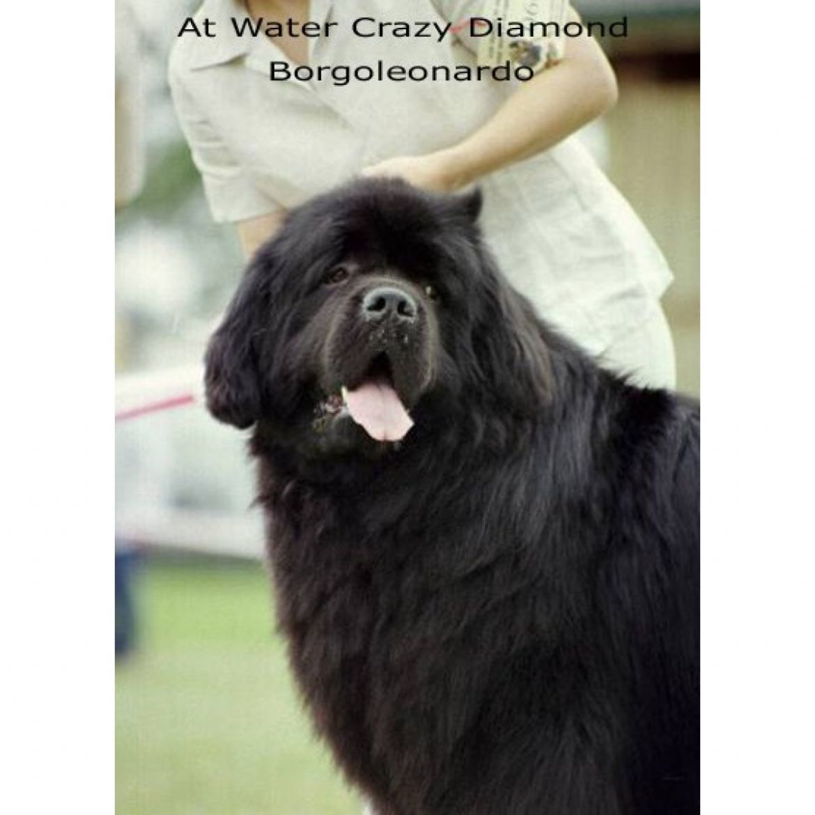 R Atwater Crazy Diamond Borgoleonardo (24-10-1998)